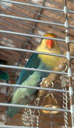 Agapornis koppel, Dieren en Toebehoren, Meerdere dieren, Dwergpapegaai of Agapornis, Geringd