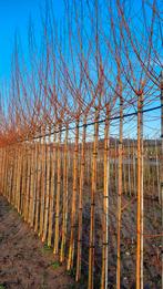 Salix alba Chermesina ('knotwilg')🌿, Tuin en Terras, Planten | Bomen, Ophalen, Volle zon, Overige soorten