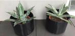BIO blauwe Agave Americana kamerplanten in de potten, Huis en Inrichting, Kamerplanten, Overige soorten, Ophalen of Verzenden