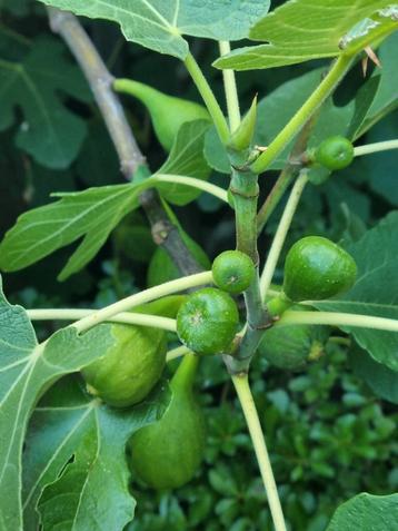 Vijgenboom (ficus carica) beschikbaar voor biedingen