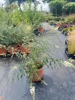 Buddleja davidii 'White Bouquet' - Witte Vlinderstruik, Overige soorten, Volle zon, Vaste plant, Ophalen of Verzenden