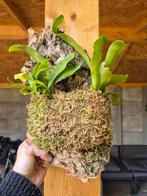 Hersthoorn op kurk S dubbel, Groene kamerplant, Ophalen of Verzenden, Overige soorten, Minder dan 100 cm