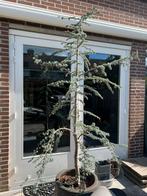 Blauwe ceder +/- 210 cm. (excl. kluit), Tuin en Terras, Planten | Bomen, Ophalen, Bloeit niet, Overige soorten, 100 tot 250 cm
