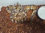 Python Regius Konings Python Morphs, Dieren en Toebehoren, Slang