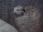Overname kippen en andere dieren, Dieren en Toebehoren, Pluimvee, Meerdere dieren, Overige soorten