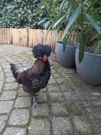 Haan, Mannelijk, Kip