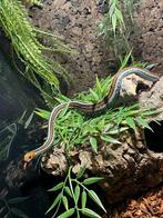 Prachtige 1.0 Thamnophis Sirtalis Tetrataenia (2021), Dieren en Toebehoren, Reptielen en Amfibieën, Slang, 3 tot 6 jaar