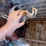Kuikens, Dieren en Toebehoren, Pluimvee, Meerdere dieren, Kip