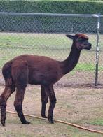 alpaca hengst, Dieren en Toebehoren, Overige Dieren, Augustus, Mannelijk