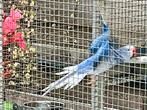 Halsband parkiet halsbandparkieten, Dieren en Toebehoren, Meerdere dieren, Parkiet, Geringd