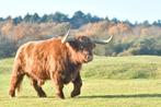 Gezocht , Schotse hooglanders., Dieren en Toebehoren, Runderen, Meerdere dieren, 0 tot 2 jaar