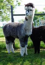 Alpaca hengsten, Dieren en Toebehoren, Overige Dieren, Juli, Meerdere dieren