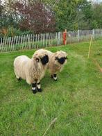 Walliser Schwarznase ram lam, Dieren en Toebehoren, Schapen, Geiten en Varkens, Mannelijk, Schaap, 0 tot 2 jaar