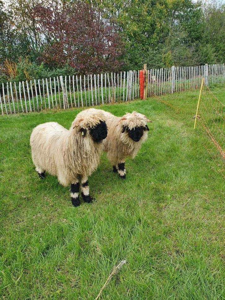 Walliser Schwarznase ram lam, Dieren en Toebehoren, Schapen, Geiten en Varkens, Schaap, Mannelijk, 0 tot 2 jaar