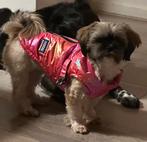 Gezocht Boomer dekreu, Reu, 1 tot 2 jaar, CDV (hondenziekte), Eén hond