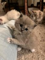 Ragdoll kittens met stamboom en getest, zeldzame kleuren, Dieren en Toebehoren, Katten en Kittens | Raskatten | Langhaar, Meerdere dieren