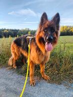 Duitse herder, Dieren en Toebehoren, Honden | Herdershonden en Veedrijvers, België, Particulier, Reu, Eén hond