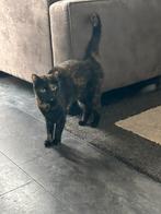 Oost Europese Korthaar - Gratis ophalen, Kater