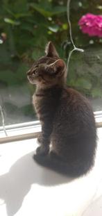 Schattige kittens GRATIS, Meerdere dieren, Kortharig, 0 tot 2 jaar