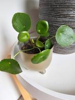 Pannekoekplant inclusief pot, Ophalen, Overige soorten, Minder dan 100 cm