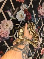 Python regieus / balpython pastel, Dieren en Toebehoren, Reptielen en Amfibieën, Slang