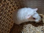 Us teddy cavia zeugje., Cavia, Vrouwelijk, Tam, September