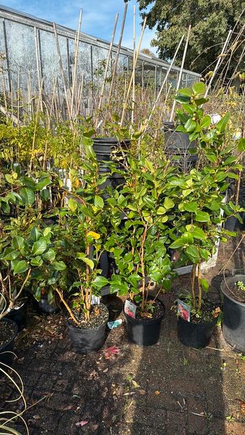 Camelia grote planten 150/175 pot 10 l van 29,95 voor 24,95 beschikbaar voor biedingen