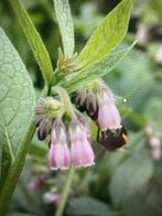 Wortelstek Russiche smeerwortel, Volle zon, Vaste plant, Ophalen of Verzenden, Kruiden