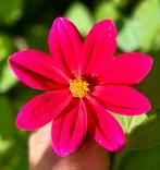 Dahlia 55, Ophalen, Overige soorten, Volle zon