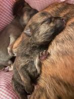 Jackrussel kruising, Rabiës (hondsdolheid), Jack Russell Terriër, 8 tot 15 weken, Teef