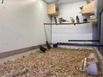 Te koop jonge chinese dwergkwartels, Dieren en Toebehoren, Meerdere dieren