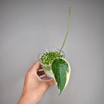 Hoya Latifolia Albomarginata, Overige soorten, Minder dan 100 cm, Bloeiende kamerplant, Halfschaduw