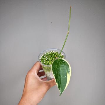 Hoya Latifolia Albomarginata  beschikbaar voor biedingen