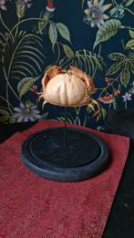 Opgezette krab met stolp, Verzamelen, Ophalen of Verzenden, Insect, Opgezet dier