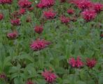 Monarda Mahogany - vaste plant, Tuin en Terras, Planten | Tuinplanten, Ophalen, Zomer, Vaste plant, Overige soorten