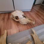 Koeien skelet, Ophalen of Verzenden, Gebruikt, Boerderijdier, Schedel