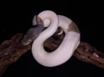 1.0 mojave pied 66% het hypo 50% het ultramel, Slang