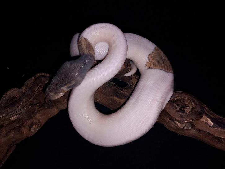 1.0 mojave pied 66% het hypo 50% het ultramel, Dieren en Toebehoren, Reptielen en Amfibieën, Slang