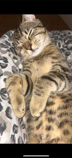 gouden mandje gezocht, Dieren en Toebehoren, Katten en Kittens | Overige Katten, Kater, Kortharig, 0 tot 2 jaar