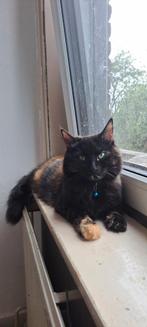 Lieve poes maine coone x britse langhaar, Dieren en Toebehoren, Katten en Kittens | Raskatten | Langhaar, Poes, Gechipt, 0 tot 2 jaar