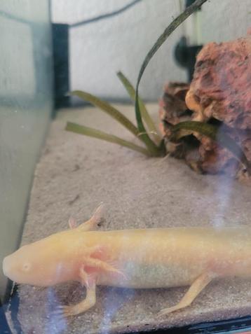 Axolotl beschikbaar voor biedingen