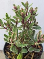 Hebe X tricolor. Schitterende wintergroene Hebe!!, Tuin en Terras, Planten | Tuinplanten, Bodembedekkers, Vaste plant, Ophalen of Verzenden