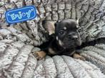Franse bulldog pups in prachtige kleuren, Dieren en Toebehoren, 8 tot 15 weken, Meerdere, Meerdere dieren, Nederland