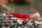 Bloody Mary garnalen | 3e prijs DSC | Neocaridina shrimps, Kreeft, Krab of Garnaal, Zoetwatervis, Schoolvis
