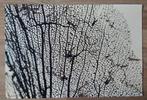 kunst foto kunstenaar Ab Wagenvoort gesigneerd, Ophalen of Verzenden