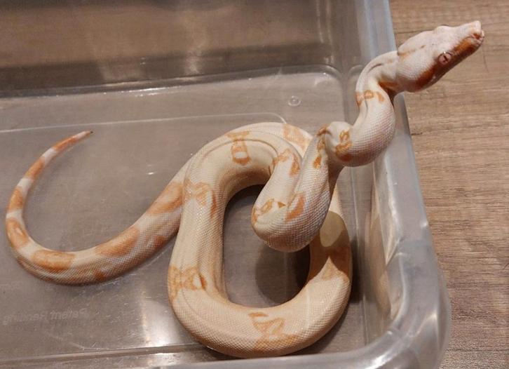 Ruilen Koppel rattenslangen, of Dames, of doe een goed bod., Dieren en Toebehoren, Reptielen en Amfibieën, Slang, 0 tot 2 jaar