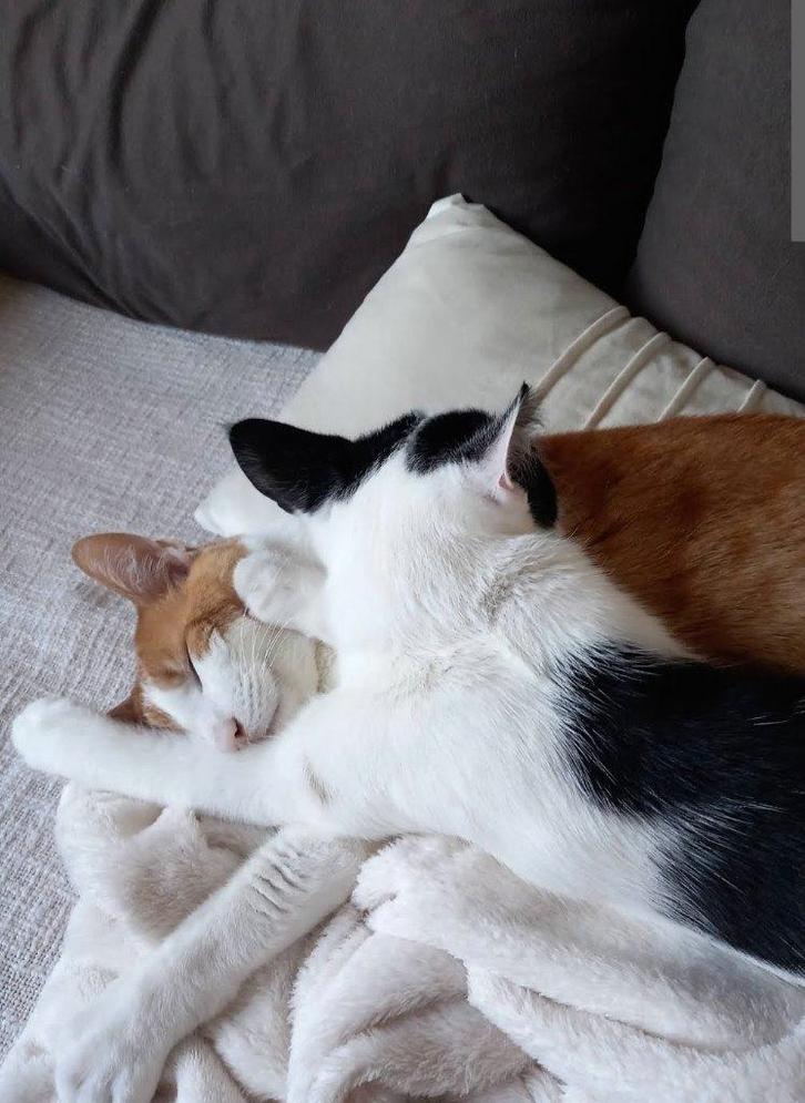 2 Super lieve katers, Dieren en Toebehoren, Katten en Kittens | Overige Katten, Kortharig, Kater, 3 tot 5 jaar