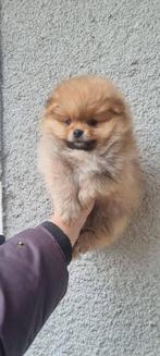 Pomeriaan pups, Particulier, Keeshond, Reu, 8 tot 15 weken