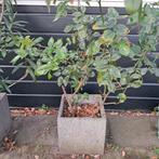 Gele Roos in Terrazzo Pot - Prachtige Bloemen!, Ophalen