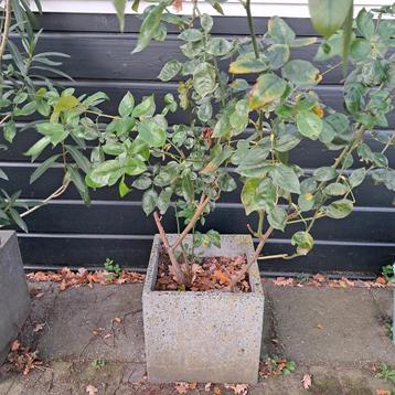 Gele Roos in Terrazzo Pot - Prachtige Bloemen! beschikbaar voor biedingen